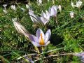 Crocus biflorus